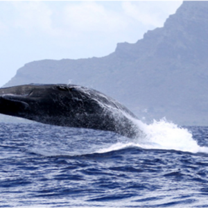whale watching